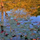 Giverny, Monet...courante