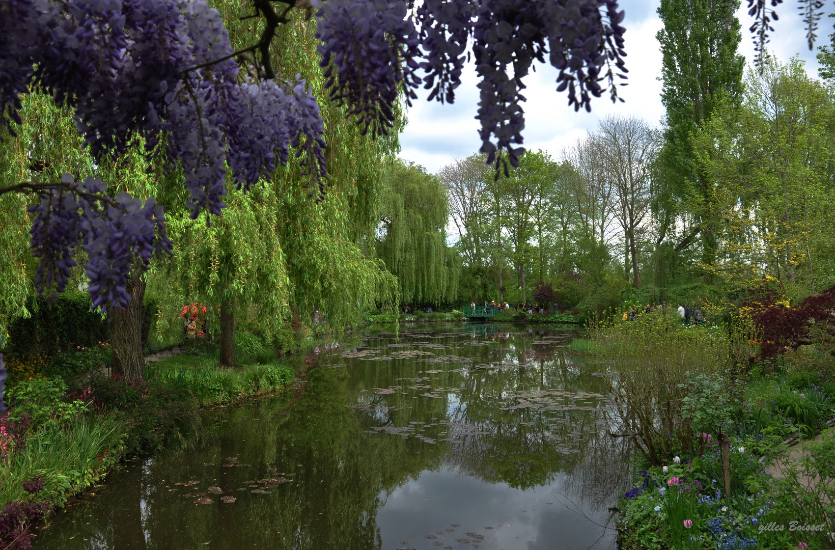 Giverny, sous la glycine