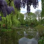 Giverny, sous la glycine