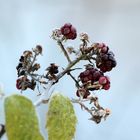 Givre