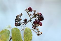 Givre