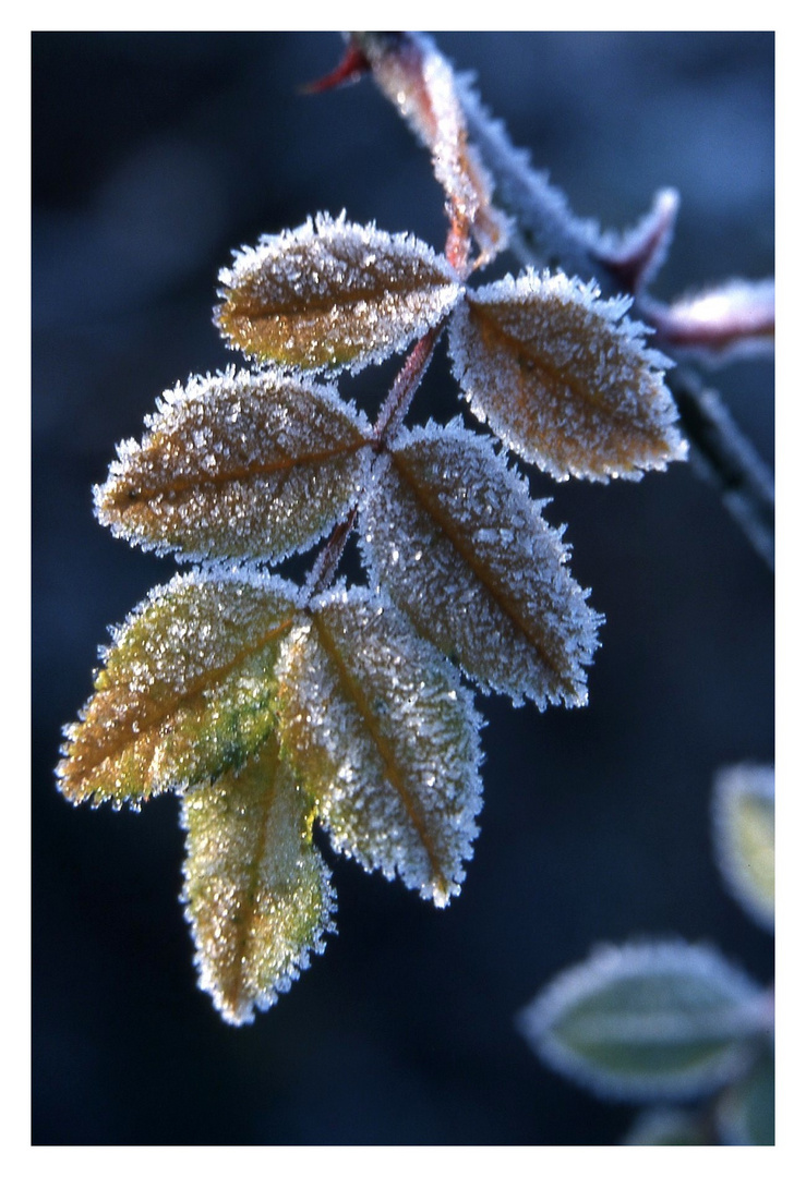 Givre