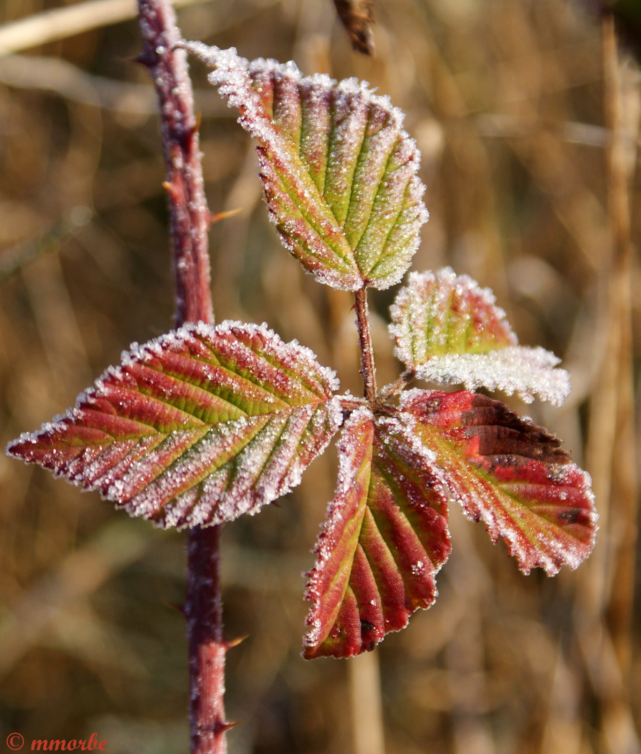 Givre