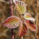 Givre