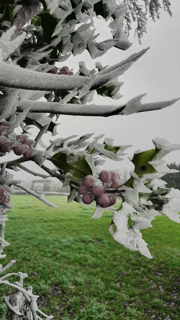 Givre au petit matin 