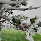 Givre au petit matin 