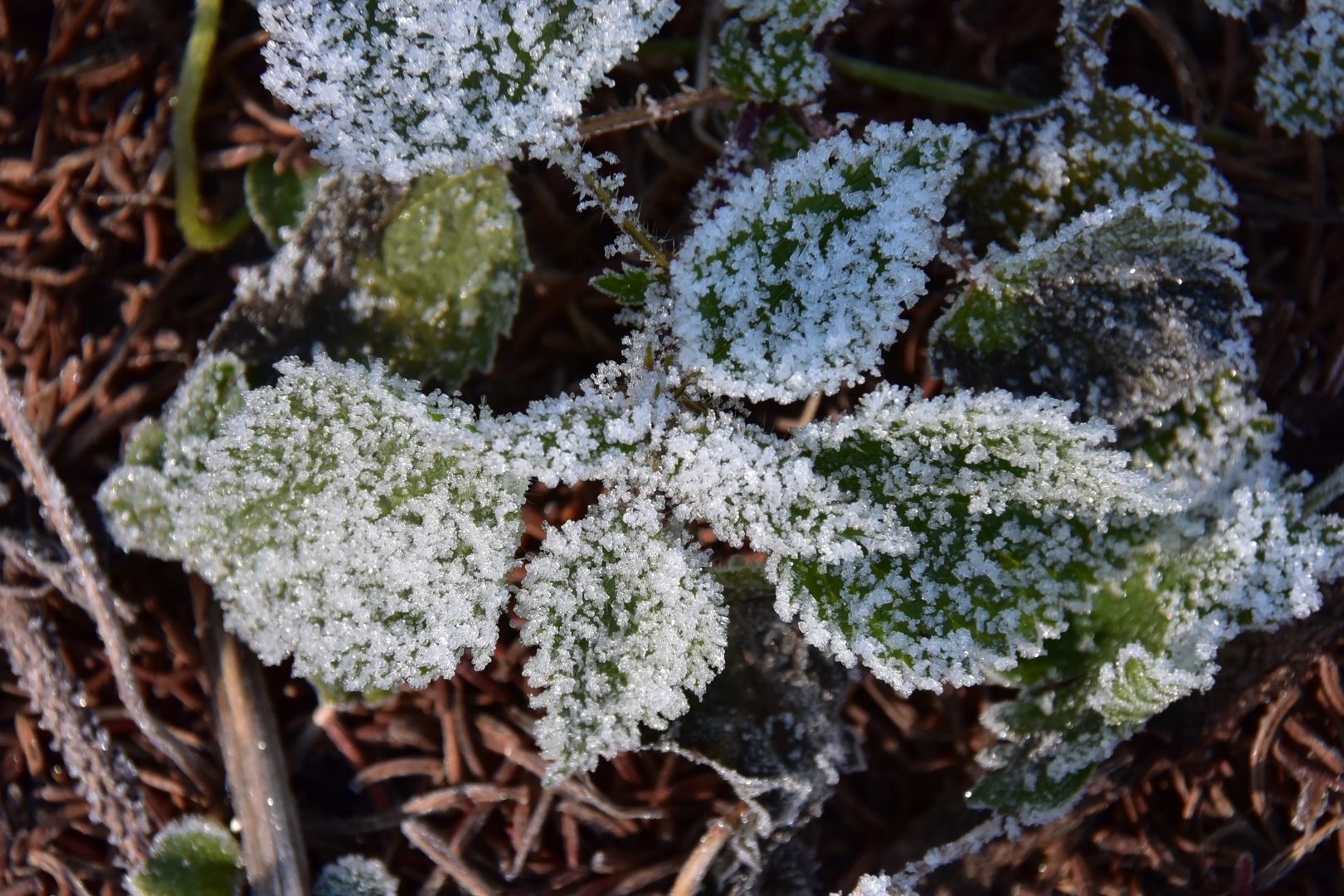 givre