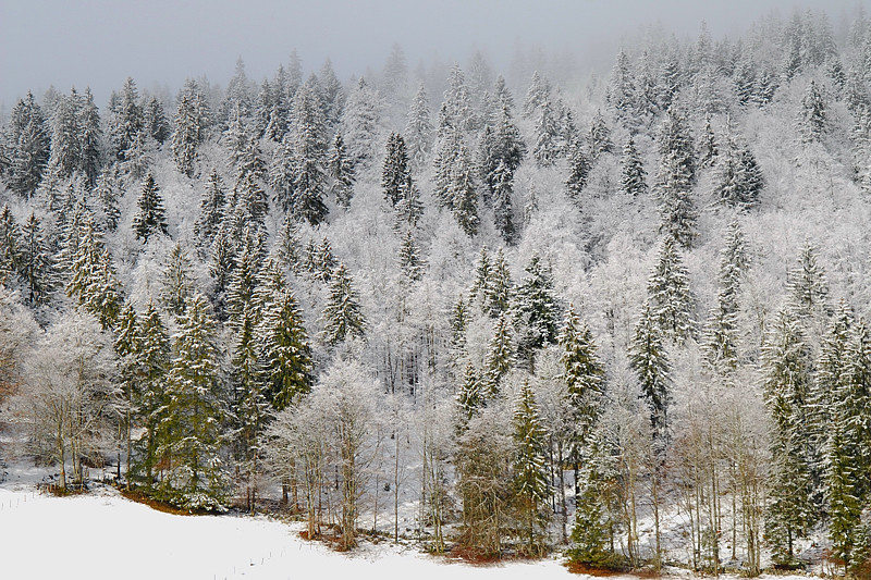 givre dans la brume