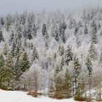 givre dans la brume