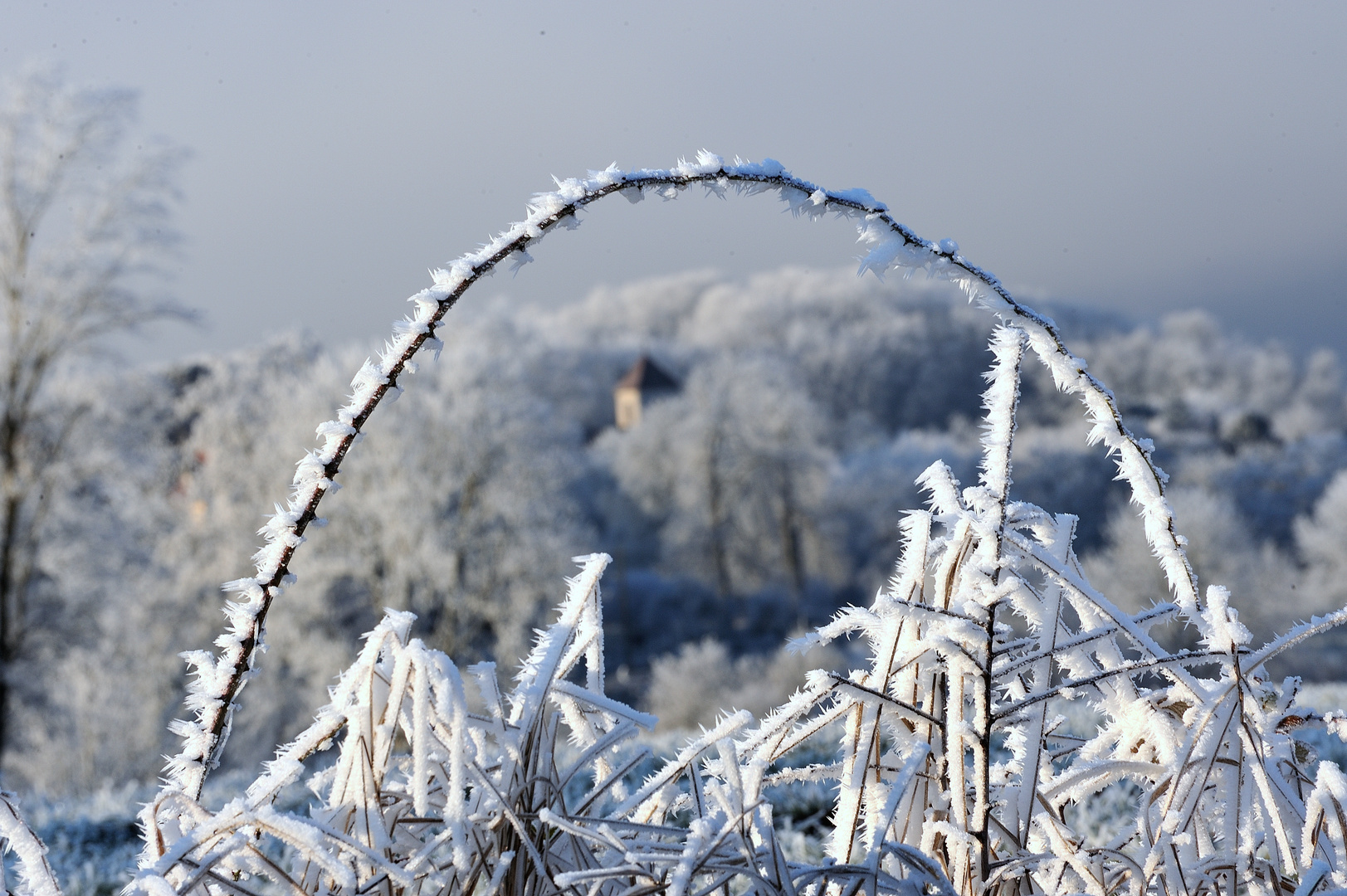 Givre dans le Jura