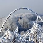 Givre dans le Jura