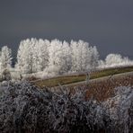 GIVRE DANS LE VIGNOBLE JURASSIEN