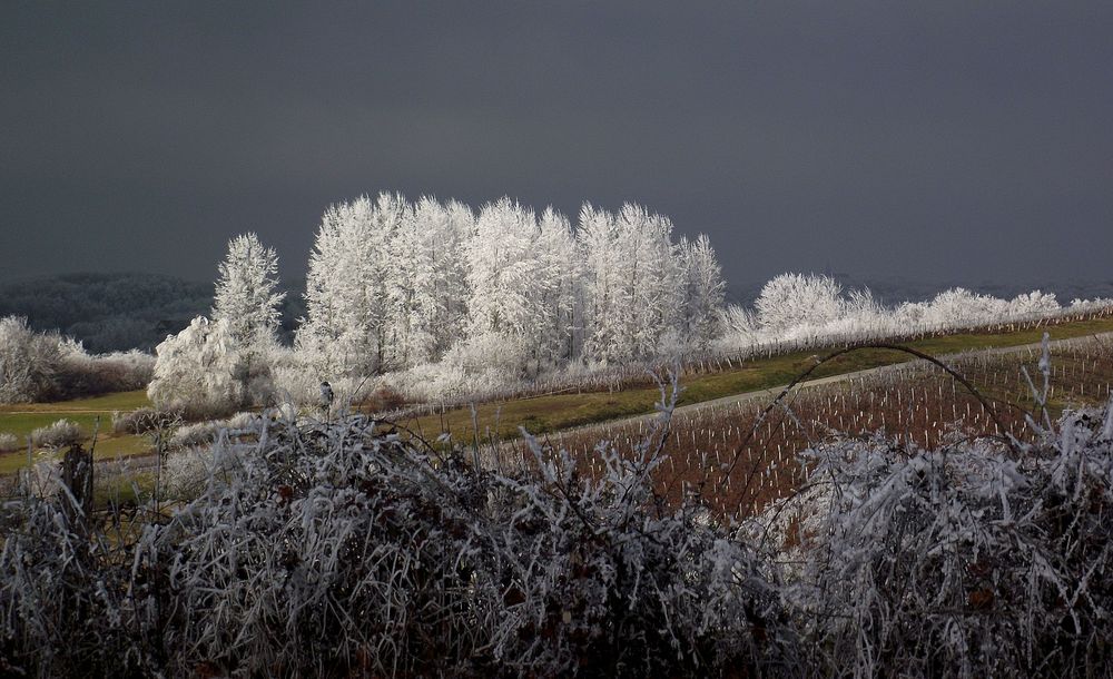 GIVRE DANS LE VIGNOBLE JURASSIEN