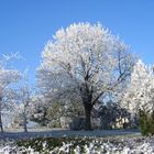 Givre devant chez moi 