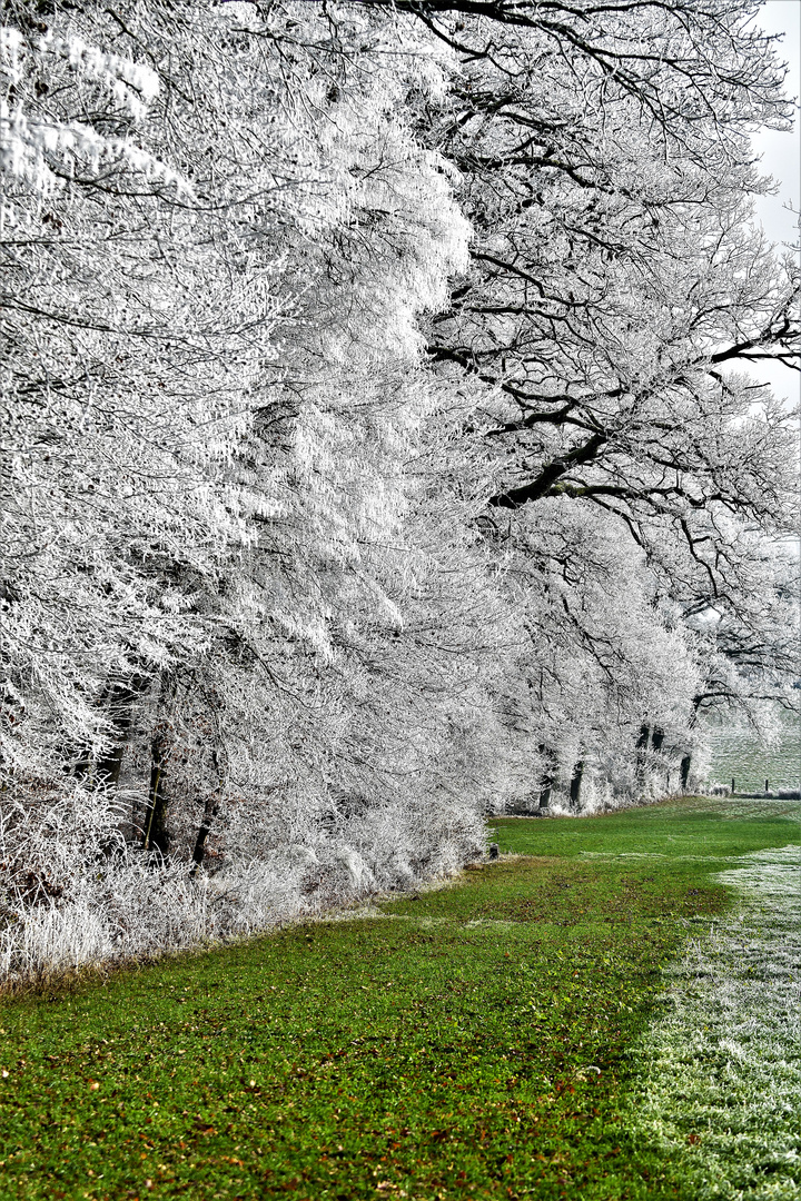 Givre du 27 décembre 2018