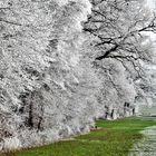 Givre du 27 décembre 2018