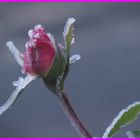 ..Givre du 27.12 dans le Loiret...