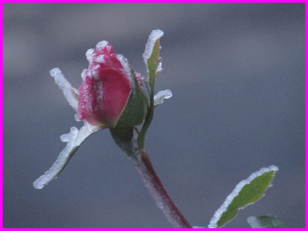 ..Givre du 27.12 dans le Loiret...