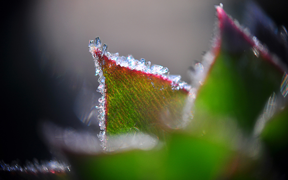 Givre