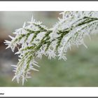 givre en bourgogne