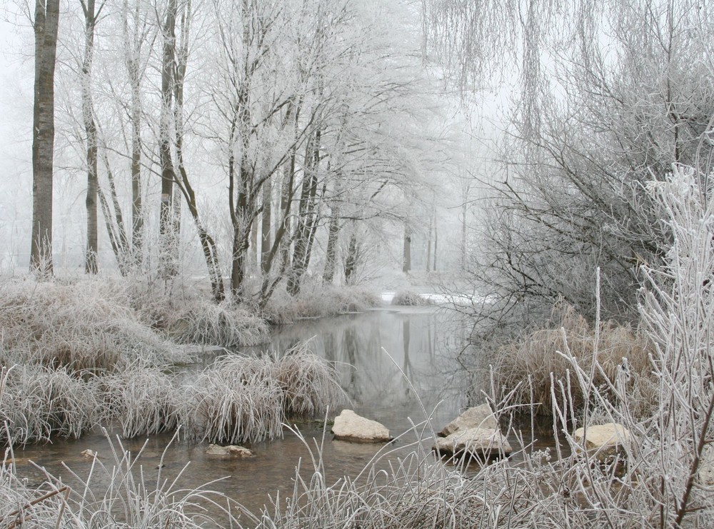 Givre en bourgogne hiver 2008/2009