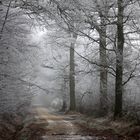 Givre en forêt.