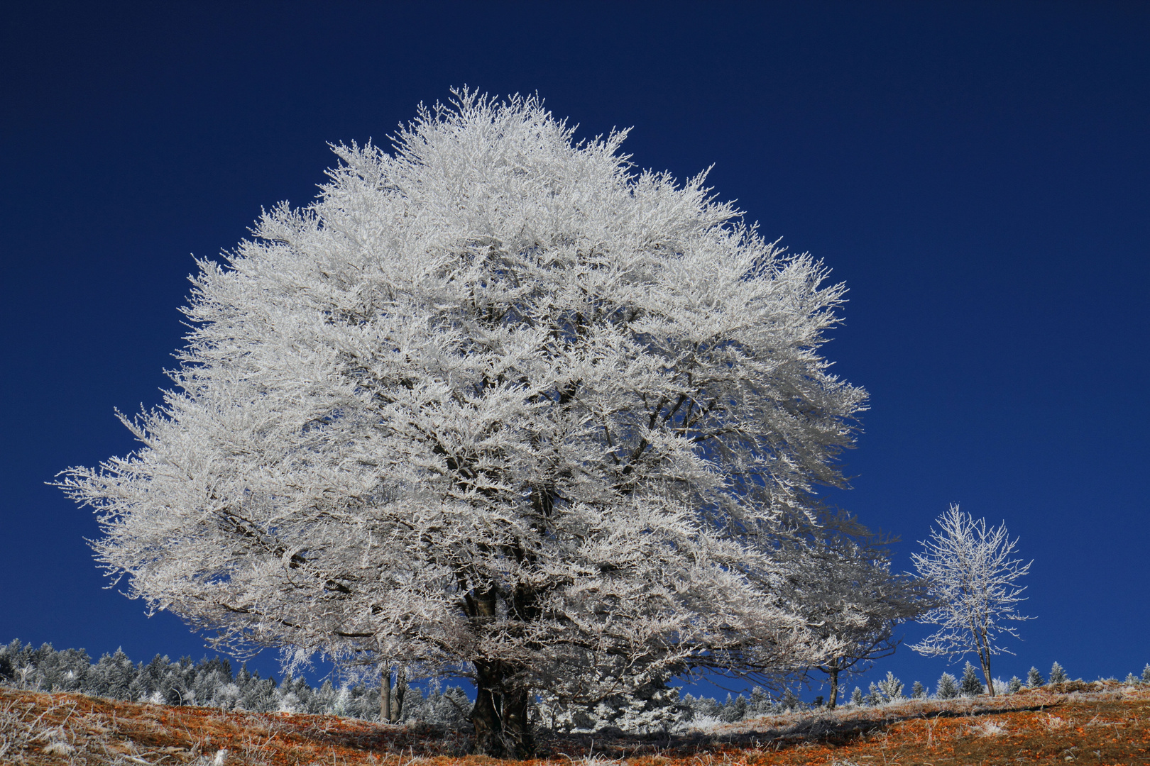 " GIVRE "