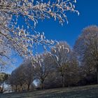 Givre gersois  --  Raureif in dem Gers