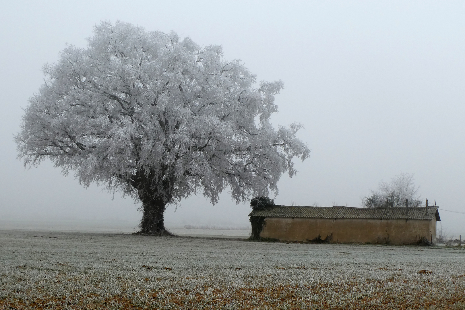 givre hivernal