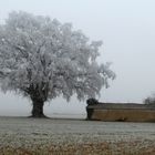 givre hivernal