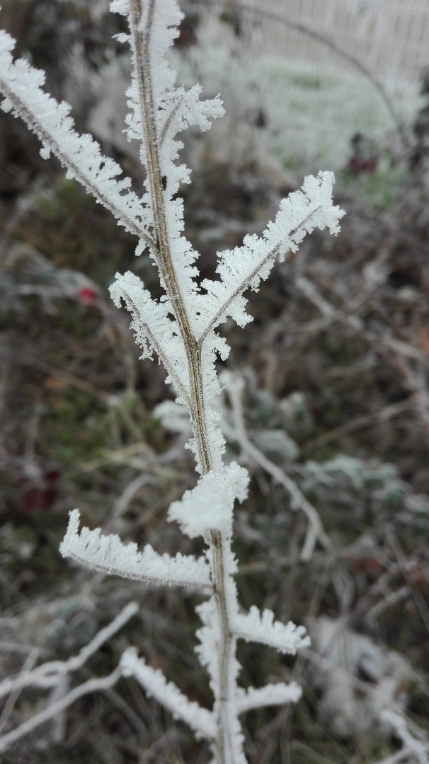 givre hivernal