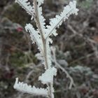 givre hivernal