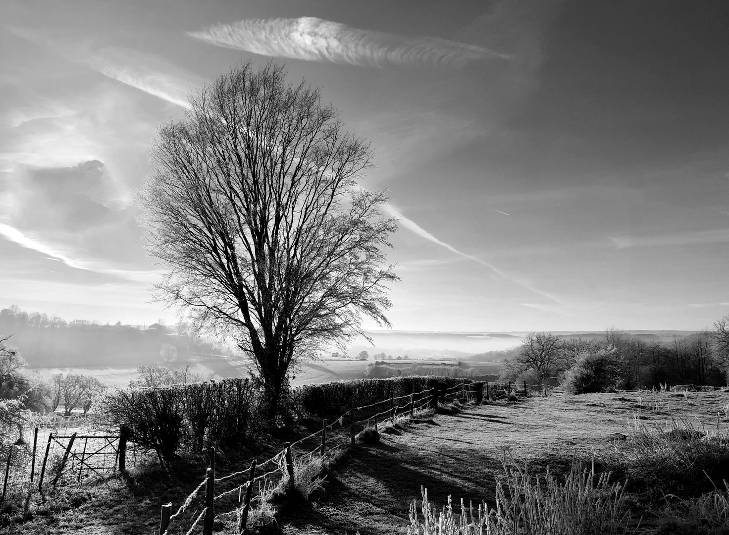 Givre matinal