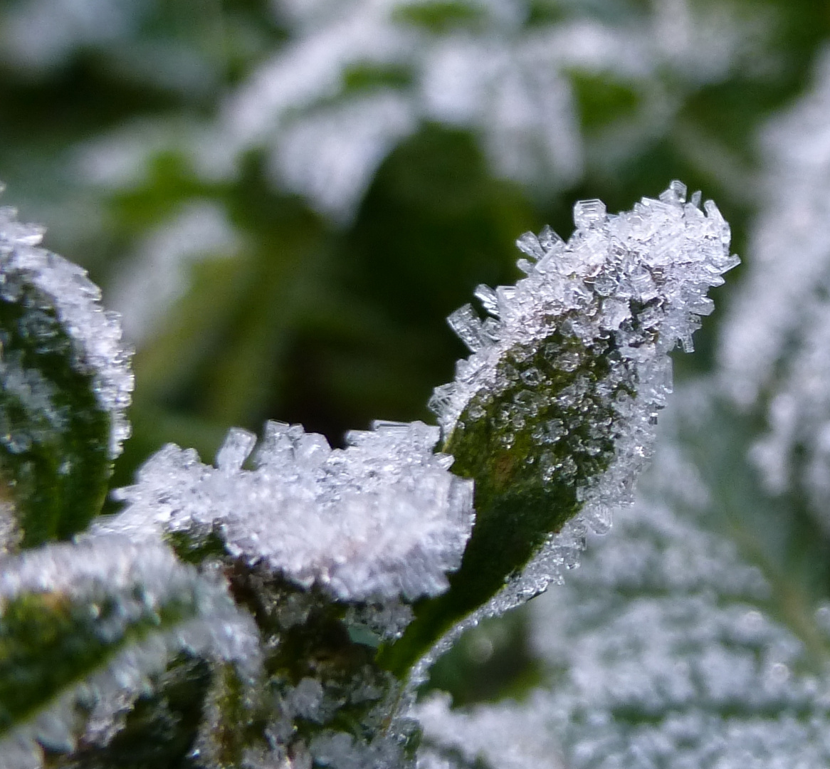 givre matinal