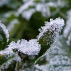 givre matinal