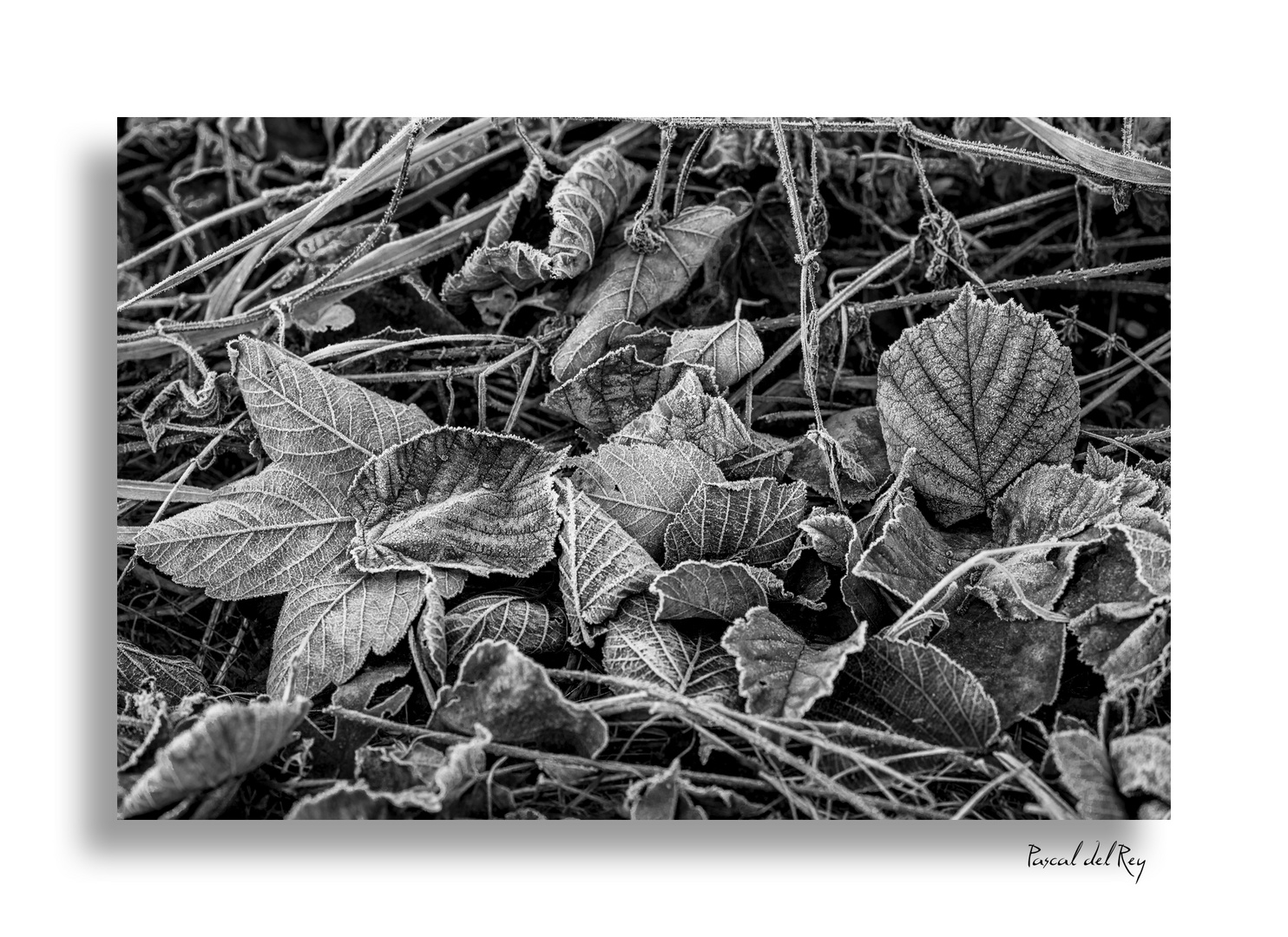 Givre noir et blanc