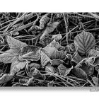 Givre noir et blanc