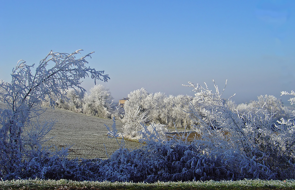 Givre près de Condom -- Raureif nahe Condom