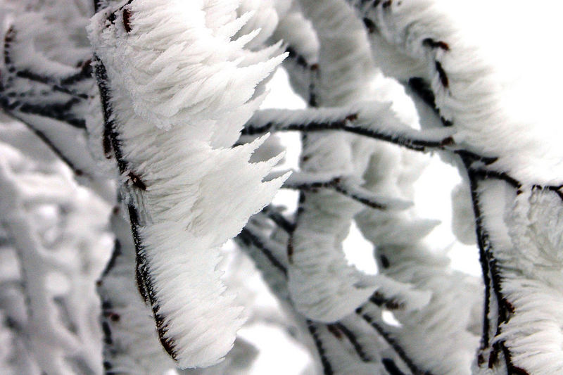 Givre sur branches d'arbre