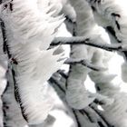 Givre sur branches d'arbre