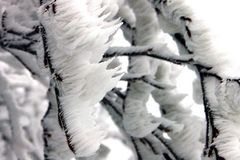 Givre sur branches d'arbre