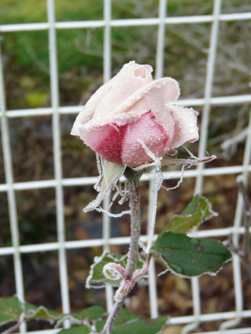 Givre sur la rose