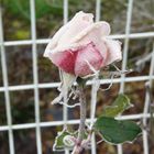 Givre sur la rose