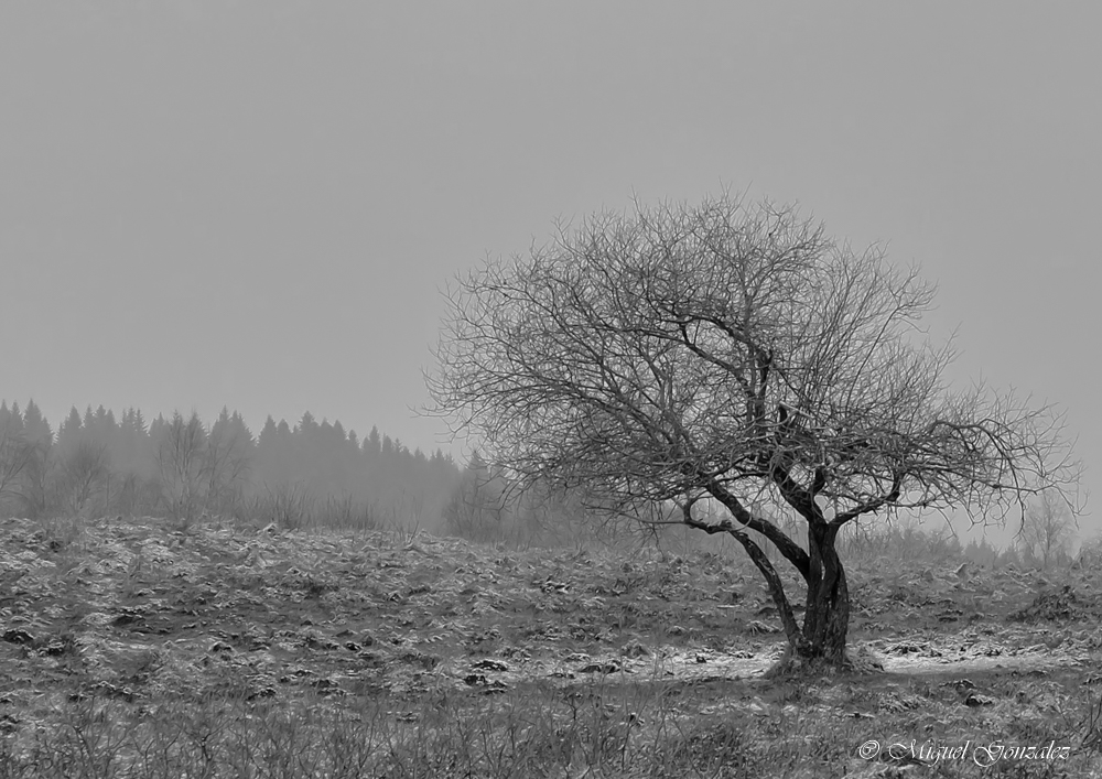 givre sur  le Pariou