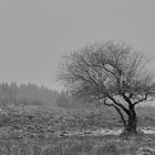 givre sur  le Pariou