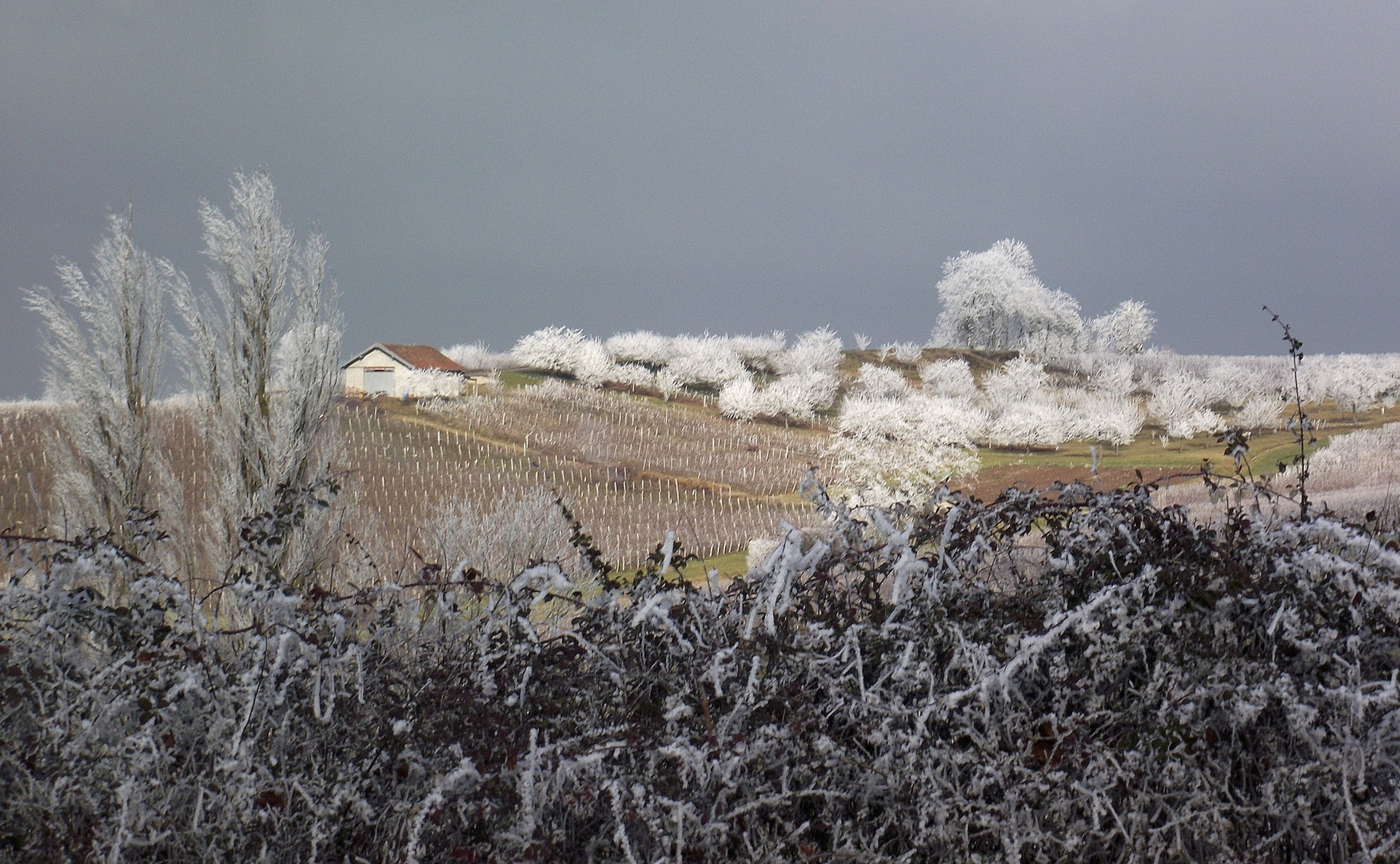 GIVRE SUR LE VIGNOBLE JURASSIEN