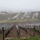 GIVRE SUR LE VIGNOBLE JURASSIEN