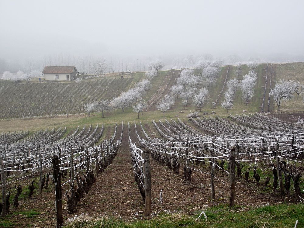 GIVRE SUR LE VIGNOBLE JURASSIEN