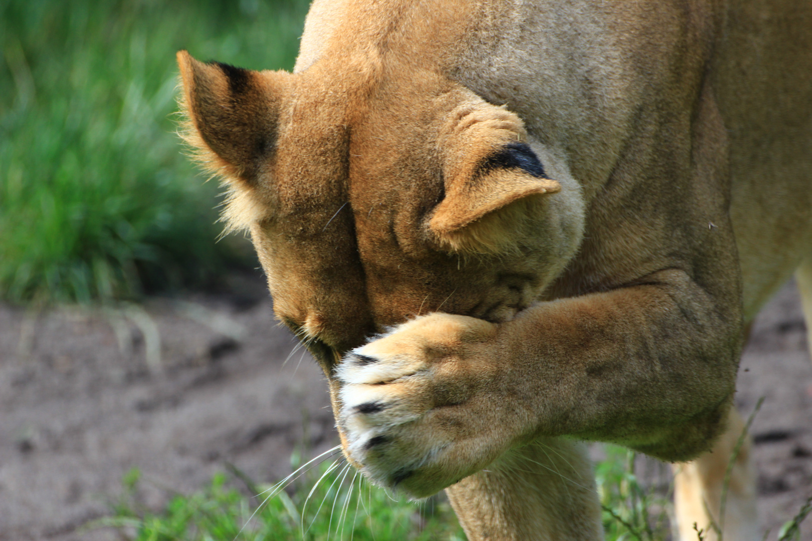 Givskud Zoo, DK