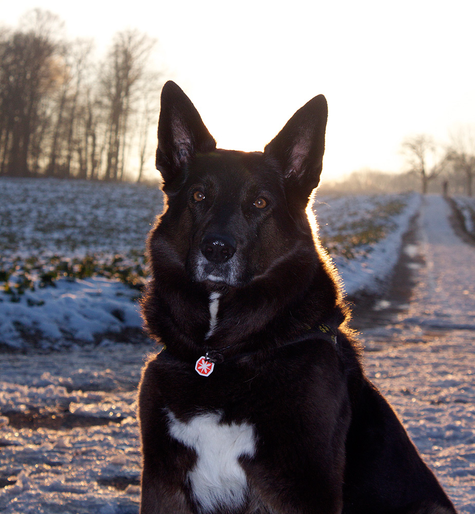 Gizmo im Gegenlicht